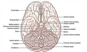 Image result for Pons