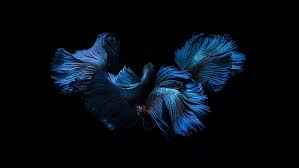 Gambar gambar ikan kartun lucu kumpulan animasi bergerak terbaru via sapawarga.com. Biru Warna Ikan Latar Belakang Hitam Sirip Ekor Wallpaper Hd Wallpaperbetter