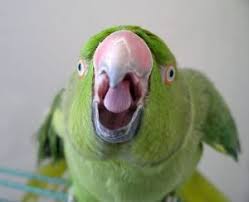 Pin On Veterinary Center For Birds And Exotics