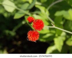 Image result for Emilia coccinea