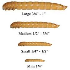 27 Best Mealworms Images Meal Worms Life Cycles Meal