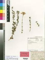 Image result for Sebaea sedoides