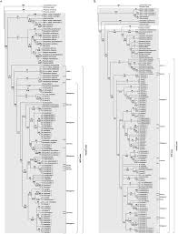 Image result for Chionanthus niloticus