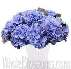 Buy Wholesale Dutch Lavender Blue Hydrangeas Wedding Flowers Blue Wedding Flowers Blue Hydrangea Hydrangea