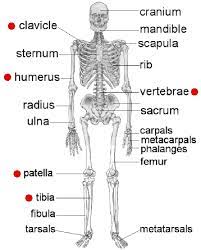 Affordable and search from millions of royalty free images, photos and vectors. Name Dem Bones Online Quiz Matching Real Bone Names To The Common Bone Names Human Body Systems Anatomy Bones Muscle Anatomy