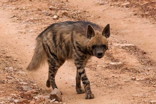 Striped hyena population declining in India