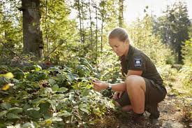 Der nationalpark bayerischer wald ist ein nationalpark im hinteren bayerischen wald direkt an der grenze zu tschechien. Der Wald Ruft Mit Einer Rangerin Durch Den Nationalpark Bayerischer Wald Reise Stories