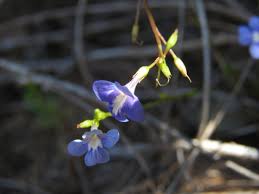 Image result for Vandellia subracemosa