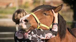 8 Clear Signs a Horse Likes & Trusts You - Horsey Hooves