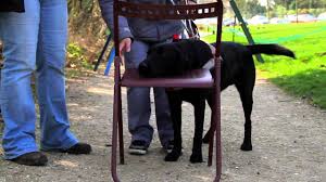 Famille d'accueil chien guide d'aveugle bordeaux. Cherche Famille D Accueil Pour Chiens D Aveugles