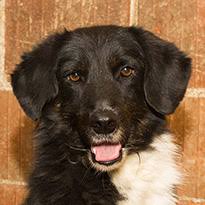 Wenn sie die collagen (fotos) anklicken, finden sie im text zu jedem hund welcher auf der collage zu sehen ist. Unsere Hunde Lesika Hundehilfe