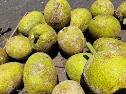 Download Breadfruit A Treasured Part Of Caribbean Food Culture Caribbean Co