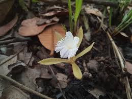 Image result for Nervilia crociformis