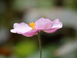 Image result for Aneilema petersii