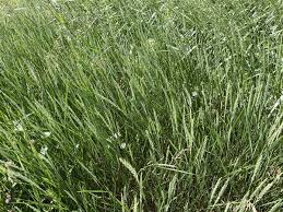 Image result for Lepturus repens