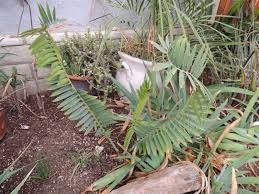 Image result for Encephalartos turneri