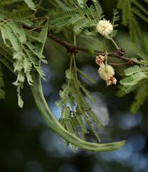 Image result for Acacia robusta