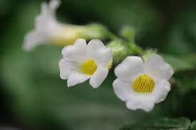 Image result for Thunbergia usambarica
