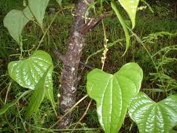 Image result for Dioscorea minutiflora