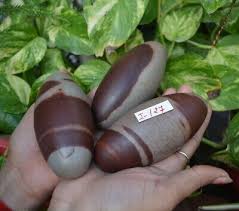 4" Shiva Lingam Stone Narmada River India SHARP & EXCELLENT Shiva  Lingam~I-127