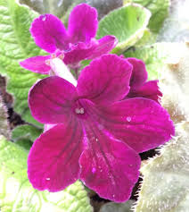 Image result for Streptocarpus