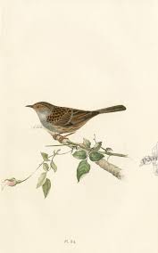 Meyer Bird Prints 1857 Bird Prints Vintage Birds Nature Prints