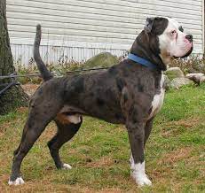 Find bulldog puppies and breeders in your area and helpful bulldog information. Female Alapaha Blue Blood Bulldog For Sale