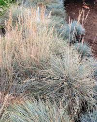 Image result for Festuca