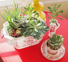 We did not find results for: How To Make An Indoor Succulent Dish Garden