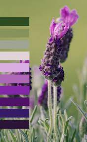 Lavender Photography Color Scheme And Color Palette This Delicate Lavender Flower Has Many Shades Lavender Color Scheme Purple Colour Wallpaper Color Palette