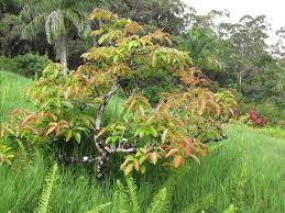 Maybe you would like to learn more about one of these? Avocatier Planter Et Tailler Ooreka