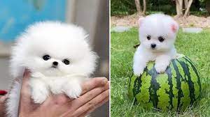 Check spelling or type a new query. Mini Pomeranian Funny And Cute Pomeranian Videos Funny Puppy Videos 2020 Youtube