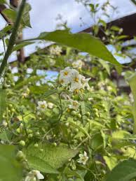 Image result for Solanum giganteum