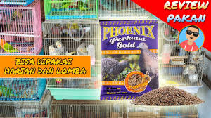 Pakan lovebird terbagi menjadi 2 yaitu makanan pokok dan makanan tambahan (ekstra food). Review Pakan Phoenix Perkutut Gold Untuk Lovebird Harian Dan Lomba Youtube