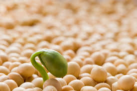Soya Bon Ou Mauvais La Presse