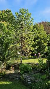 Image result for Araucaria