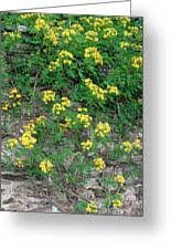 Image result for Senna floribunda