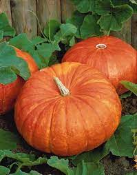 potiron rouge vif d etampes veggie garden fruits images pumpkin