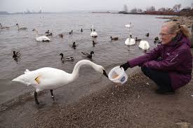Swans are grouped with the closely related geese in the subfamily anserinae where swans form the tribe cygnini. The Comeback Of Trumpeter Swans The New York Times