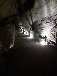 Image result for isolona