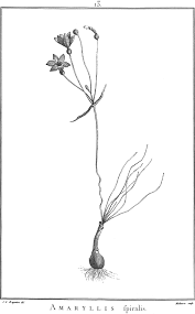 Image result for Prismatocarpus cordifolius