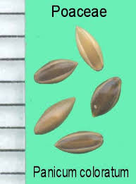 Image result for Panicum coloratum