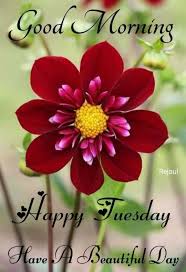 Good morning my beautiful people. Pin By Aditi Kumari On Tuesday Morning Good Morning Images Tuesday Greetings Happy Tuesday Morning