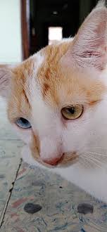 Like any other animal, a cat's eye color is determined by genetics. Odd Eyed Cat Wikipedia
