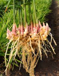 Ginger roots benefit from fertilizer containing high levels of phosphorus (p). Growing Ginger From Root How To Grow Ginger Root