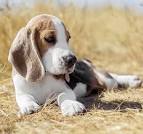 Top 10 Beagle Names - Vetstreet
