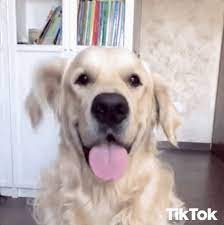 Cute Dog Doggo Gif Cutedog Doggo Sweetdog Discover Share Gifs Cute Dogs Funny Animal Videos Puppies