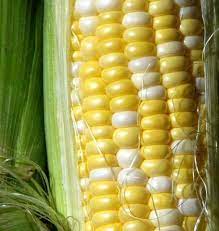 Peaches and cream sweet corn has is a bicolor hybrid with white and yellow kernels that provide two different flavors in each bite. Peaches And Cream Corn Seeds West Coast Seeds