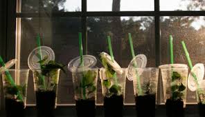 Maybe you would like to learn more about one of these? 4 Ways To Grow Your Garden Without Seeds Hobby Farms