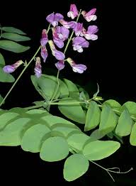 Image result for Lathyrus